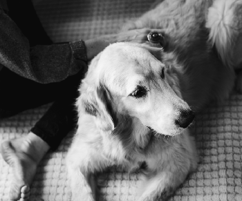 PETS PACKAGE